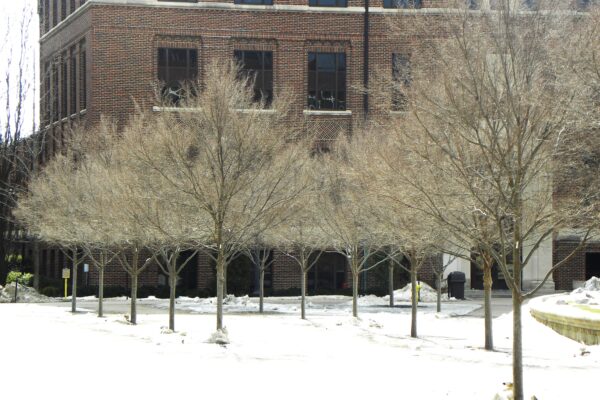 Ulmus parvifolia ′UPMTF′ [sold as Bosque®] - Winter Habit in Bosque