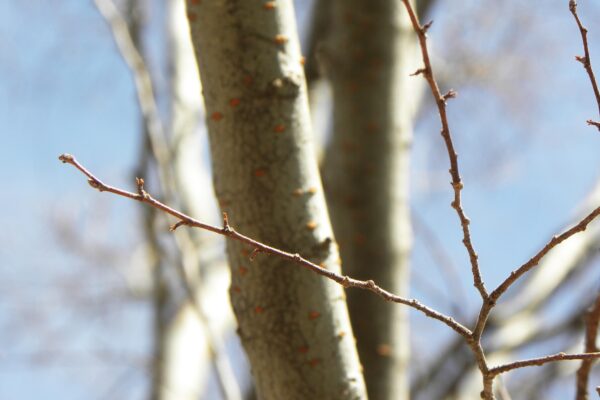 Ulmus parvifolia ′UPMTF′ [sold as Bosque®] - Buds
