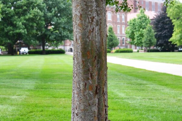 Ulmus parvifolia ′UPMTF′ [sold as Bosque®] - Bark