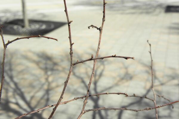 Ulmus parvifolia ′UPMTF′ [sold as Bosque®] - Buds