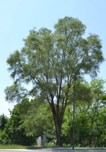 Ulmus pumila - Overall Habit
