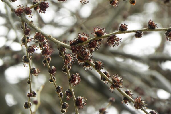 Ulmus pumila - Buds and Flowers