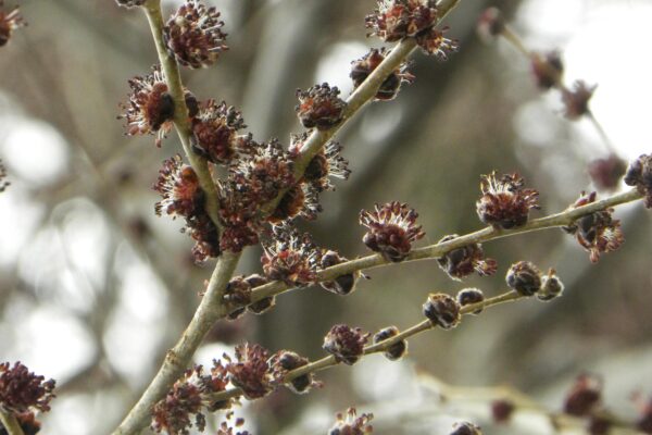 Ulmus pumila - Buds and Flowers