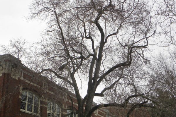 Ulmus pumila - Winter Habit