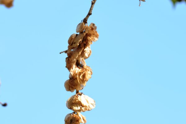 Ulmus pumila - Fruit