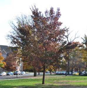 Ulmus × ′Frontier′ - Tree in Fall