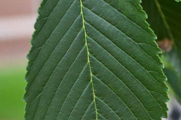 Ulmus × hollandica ′Pioneer′ - Leaf