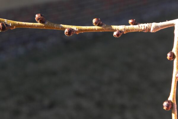 Ulmus × hollandica ′Pioneer′ - Buds & Twigs