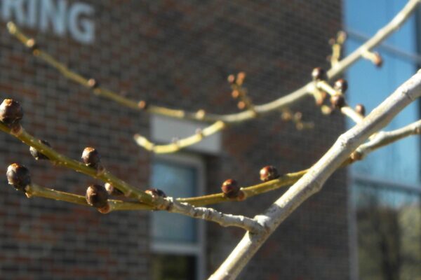 Ulmus × hollandica ′Pioneer′ - Buds & Twigs