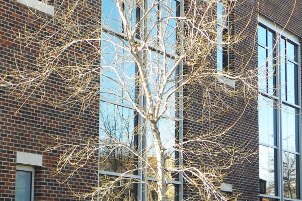Ulmus × hollandica ′Pioneer′ - Winter Habit