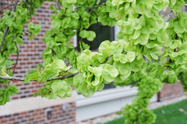 Ulmus × hollandica ′Pioneer′ - Fruit