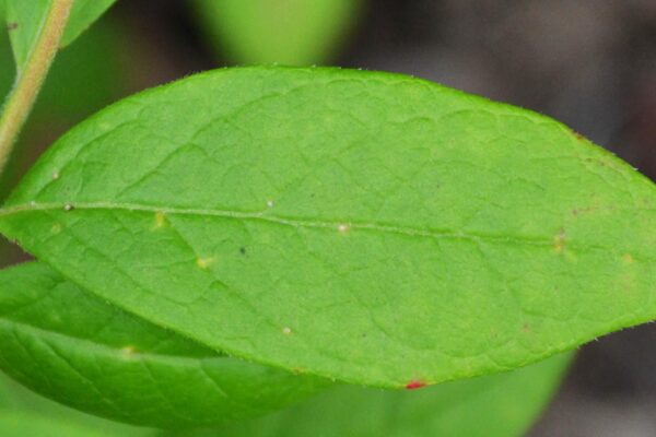 Vaccinium angustifolium - Leaf