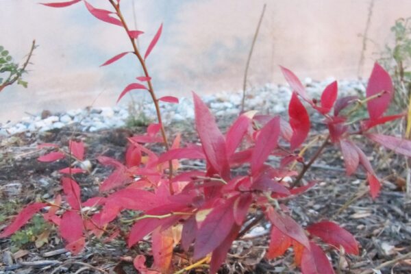 Vaccinium angustifolium - Fall Habit