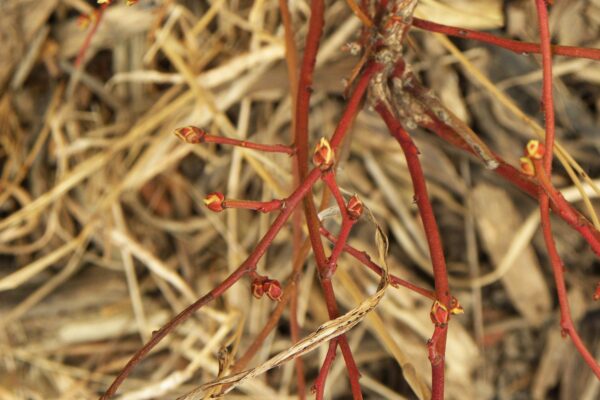 Vaccinium angustifolium - Buds