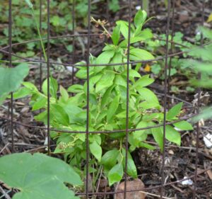 Vaccinium angustifolium - Immature Habit