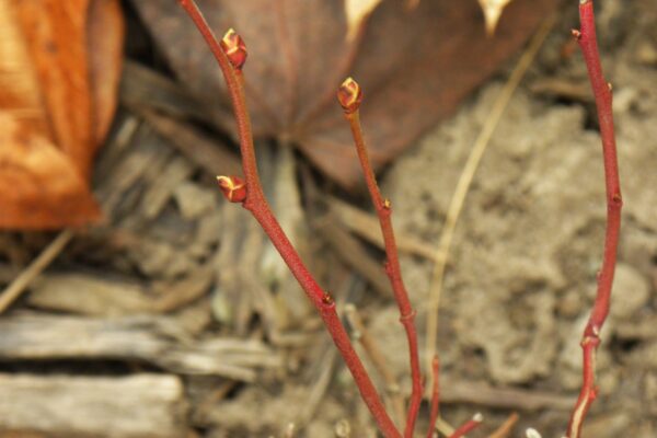 Vaccinium angustifolium - Buds