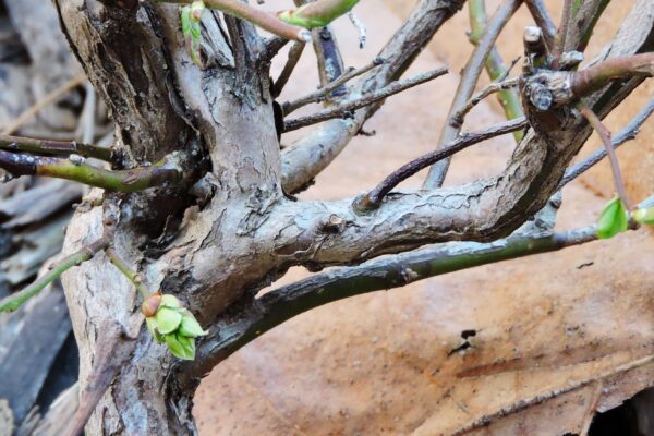 Vaccinium angustifolium - Bark