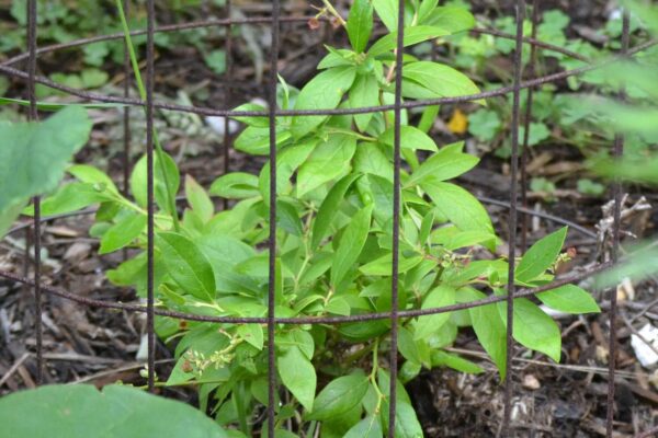 Vaccinium angustifolium - Immature Habit
