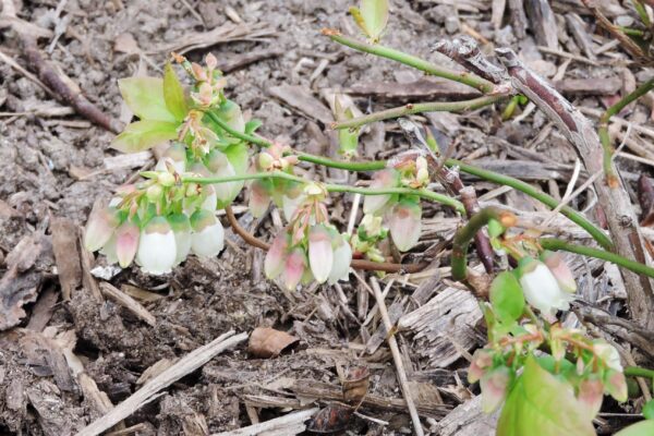 Vaccinium angustifolium - Flowers