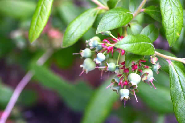 Vaccinium angustifolium - Unripe Fruit