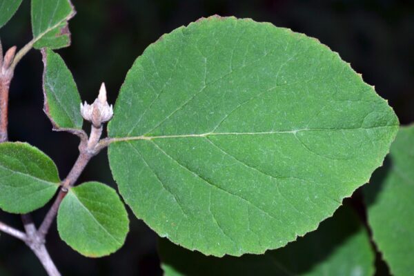 Viburnum carlesii - Leaf and Bud