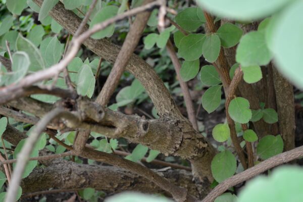 Viburnum carlesii - Bark