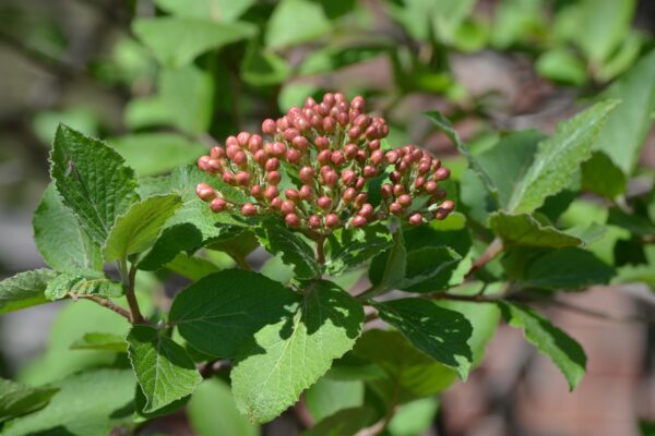 Viburnum carlesii - Flower Buds