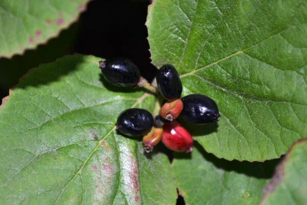 Viburnum carlesii - Ripe Fruit