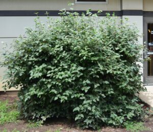 Viburnum carlesii - Shrub Habit