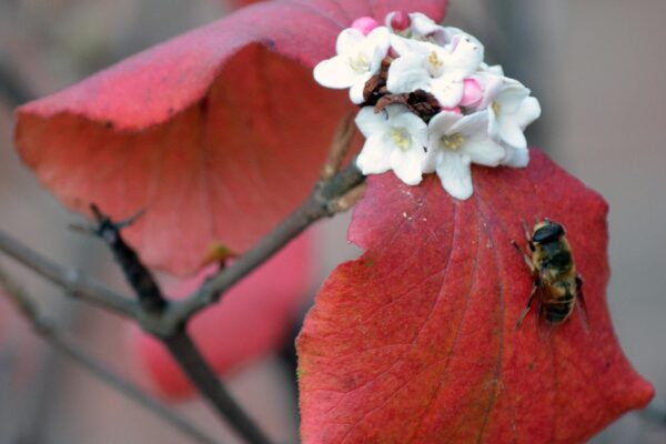 Viburnum carlesii - Fall Color and Flowers
