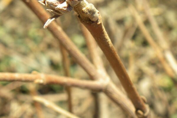 Viburnum carlesii - Leaf & Flower Buds