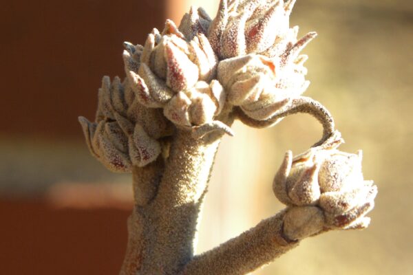 Viburnum carlesii - Flower Buds