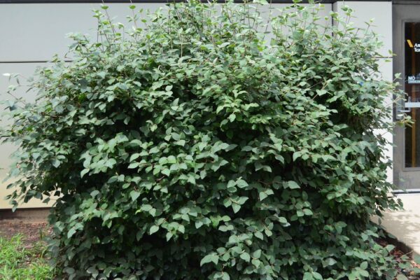 Viburnum carlesii - Shrub Habit