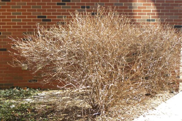 Viburnum carlesii - Winter Habit