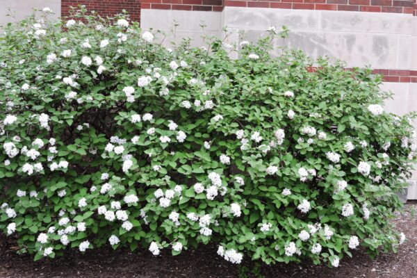 Viburnum carlesii - Flowering Habit