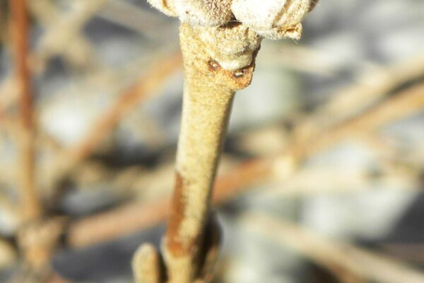 Viburnum carlesii - Buds