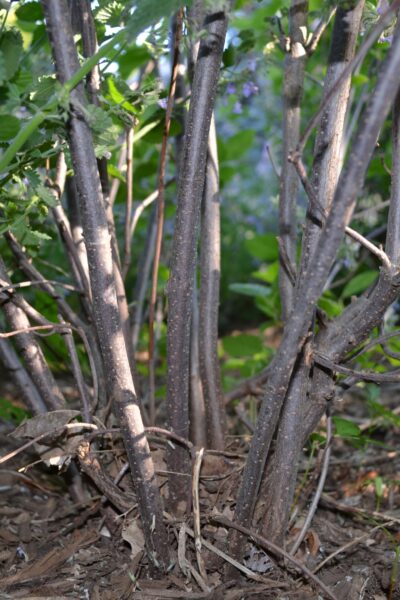 Viburnum dentatum - Bark