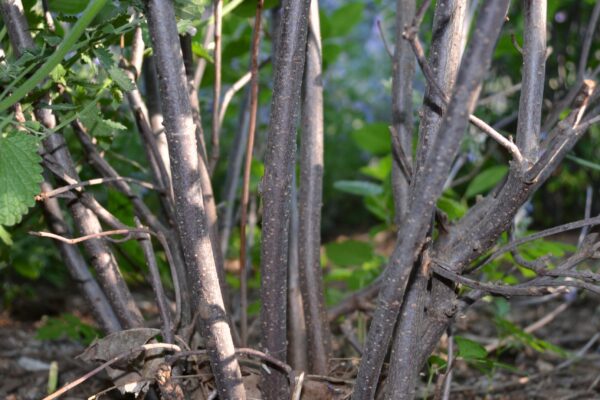 Viburnum dentatum - Bark