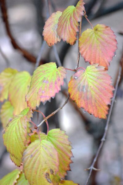 Viburnum dentatum - Fall Leaf