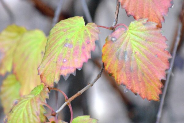 Viburnum dentatum - Fall Leaf