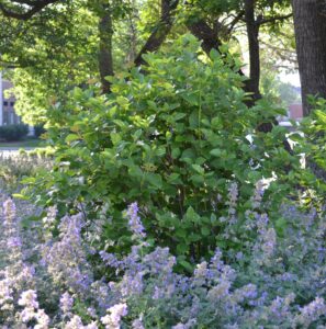Viburnum dentatum - Overall Shrub Habit