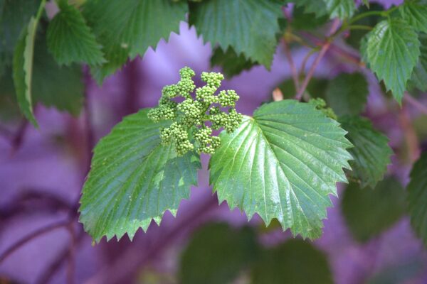 Viburnum dentatum - Flower Buds