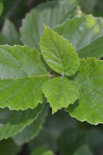 Viburnum dentatum - Foliage