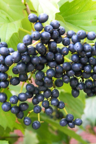 Viburnum dentatum - Fruit