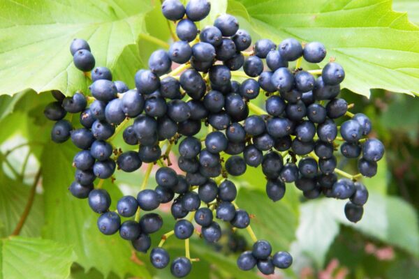 Viburnum dentatum - Fruit