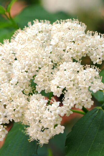 Viburnum dentatum - Flower
