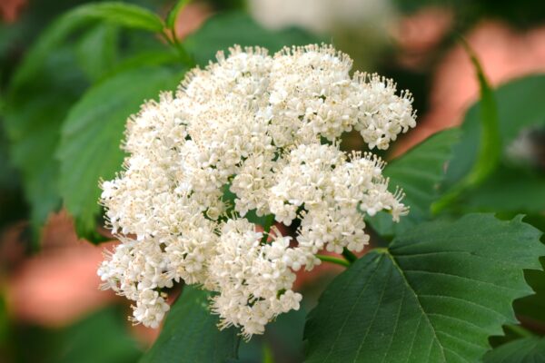 Viburnum dentatum - Flower