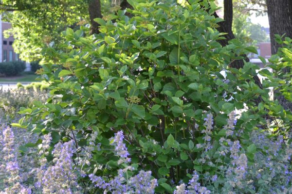 Viburnum dentatum - Overall Shrub Habit