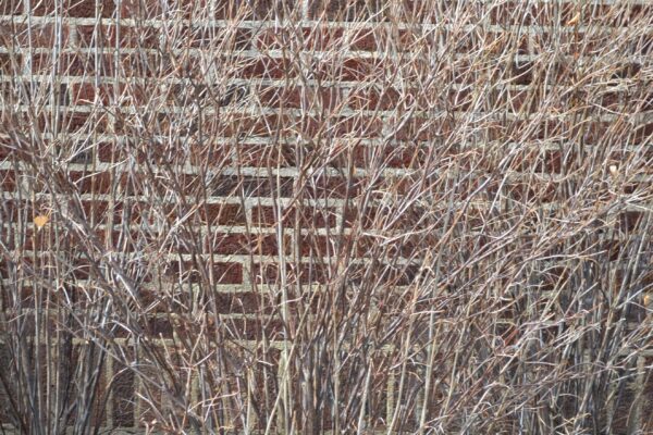 Viburnum dentatum ′Christom′ [sold as Blue Muffin™] - Winter Habit