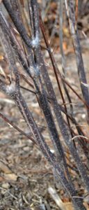 Viburnum dentatum ′Christom′ [sold as Blue Muffin™] - Stem